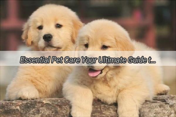 Essential Pet Care Your Ultimate Guide to Common Medications for Dogs